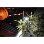 Viltrox AF 24mm f/1.8 Z για Nikon Z - Image 24